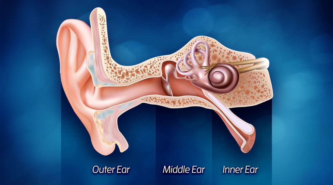 Ear Structure Anatomy
